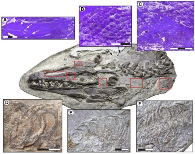 Soft tissues in the head and neck of Platecarpus tympaniticus specimen LACM 128319. Tracheal rings are shown in the bottom three photographs. Photo by PLoS ONE CC BY 2.5