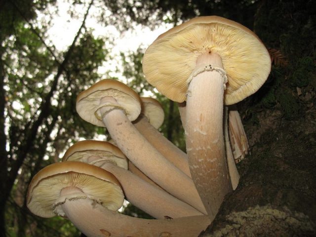 Armillaria ostoyae. Photo by Alan Rockefeller CC BY-SA 3.0