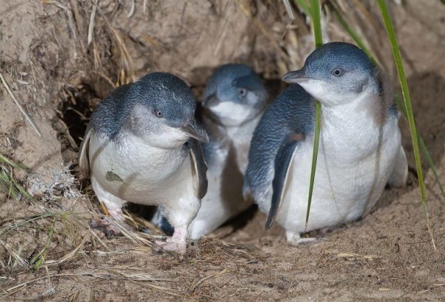 The island is home to thousands of little penguins. Photo by JJ Harrison (jjharrison89@facebook.com) CC BY-SA 3.0