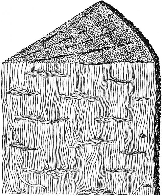 A cross-section of Prototaxites.