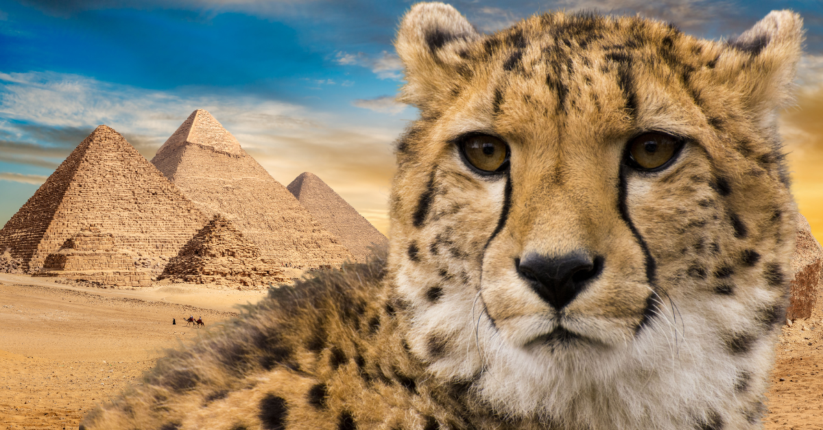 The Richest Ancient Egyptians Tamed Cheetahs to Join Hunting Parties