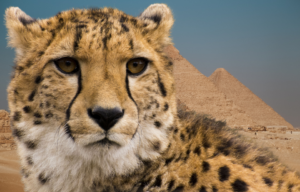 Pyramids in the daylight + Cheetah looking to the side