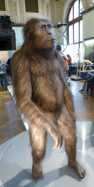 Model of an Australopithecus afarensis on display