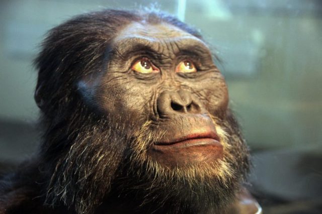 Australopithecus afarensis. Photo by Tim Evanson; Reconstruction by John Gurche Flickr CC BY-SA 2.0