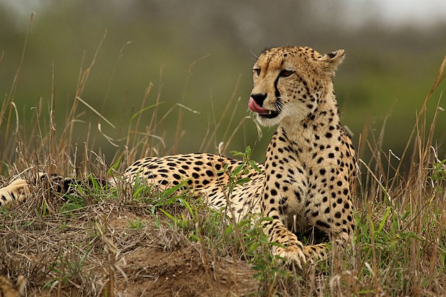 Cheetah lying in grass