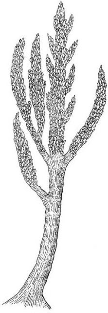 Dawson’s 1888 reconstruction of a conifer-like Prototaxites.