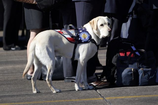 Sully, the yellow Labrador retriever service dog of former President George H.W. Bush, waits as joint services military honor guard carry the flag-draped casket of the remains of his master during a departure ceremony to Washington D.C. at Ellington Field on December 3, 2018 in Houston, Texas. Bush, who died on November 30, will lie in state in Washington before returning to Houston for his funeral on Thursday. Photo by David J. Phillip – Pool/Getty Images