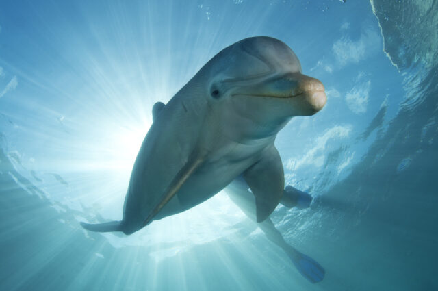 A dolphin underwater.