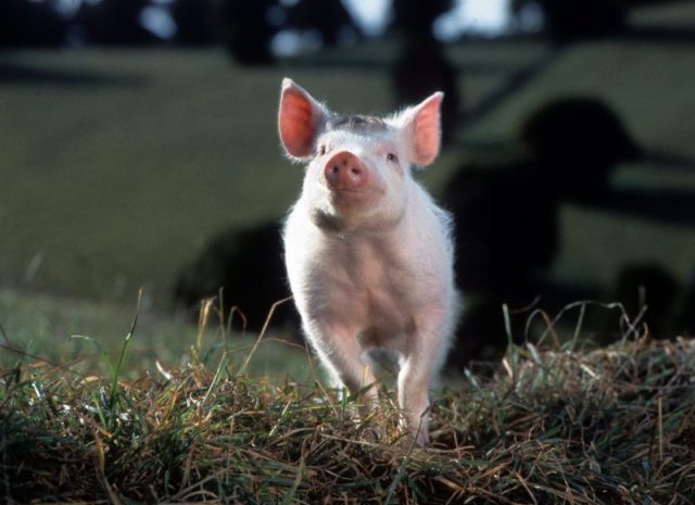 Babe running in a scene from the film ‘Babe’, 1995. Photo by Universal/Getty Images