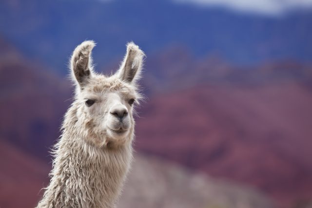 Llama