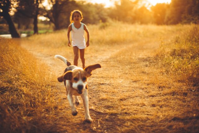 Little girl playing with her beagle dog in the nature on sunset