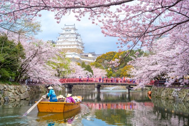 Himeji, Japan – April 3, 2016: Himeji Castle with beautiful cherry blossom in spring season. It is regarded as the finest surviving example of prototypical Japanese castle architecture