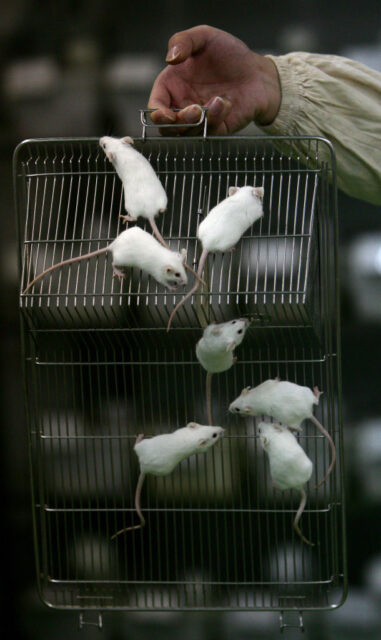 Seven white mice holding onto a metal grate being held up by a human