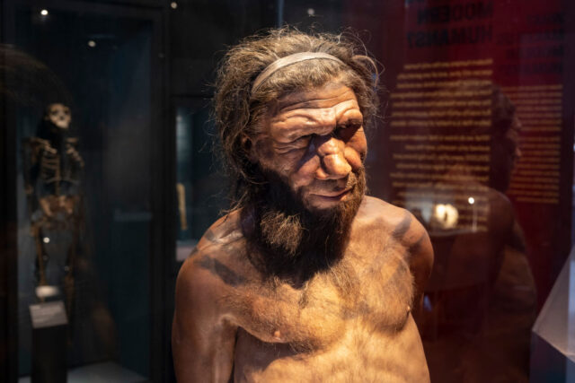 Model of a neanderthal on display in a glass case