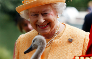 Queen Elizabeth II looking at a baby swan.