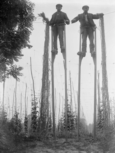 Two stilt walkers standing in a field
