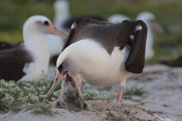 The oldest known bird in the wild, a Laysan albatross named Wisdom is a mother again at Midway Atoll National Wildlife Refuge, part of Papahānaumokuākea Marine National Monument. The chick was observed still coming out of its shell on February 1, 2016.