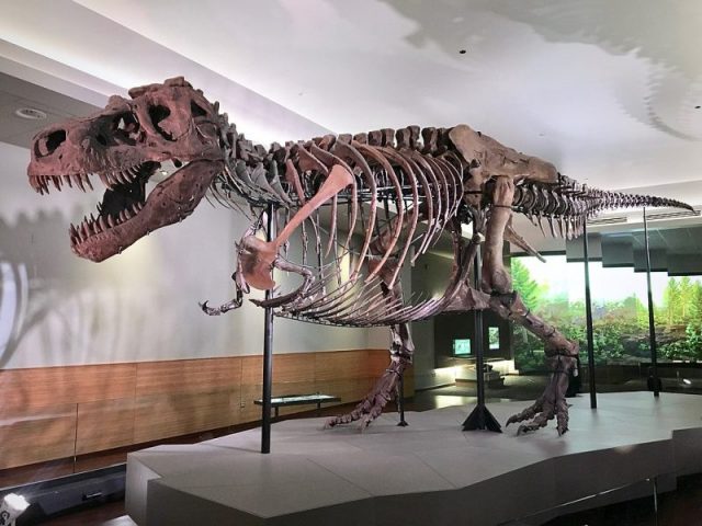 Tyrannosaurus Rex specimen Sue. Photo by Zissoudisctrucker – CC BY SA 4.0