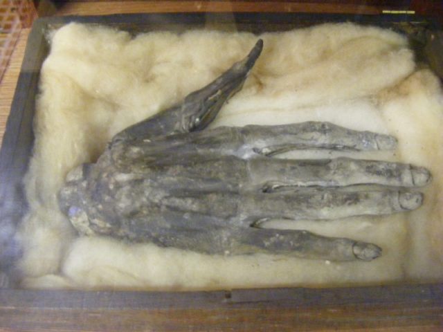 Hand of Glory, Whitby Museum. Photo by John W. Schulze CC BY 2.0