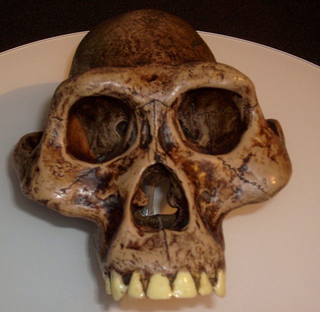 Australopithecus afarensis reconstruction. Displayed at Museum of Man, San Diego, California.Photo by Durova -CC BY-SA 4.0
