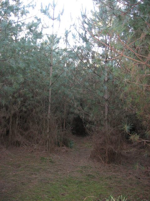 Forest clearing in the UFO Trail at Rendlesham Forest. Photo by Bluewave CC BY-SA 3.0