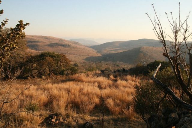 A view of the Malapa valley, Malapa Nature Reserve, South Africa in 2012. The Malapa site is in the valley below the hill. Photo by Profberger CC BY-SA 3.0