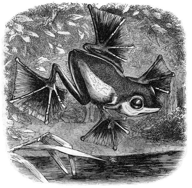 An illustration from The Malay Archipelago depicts the flying frog Wallace discovered.