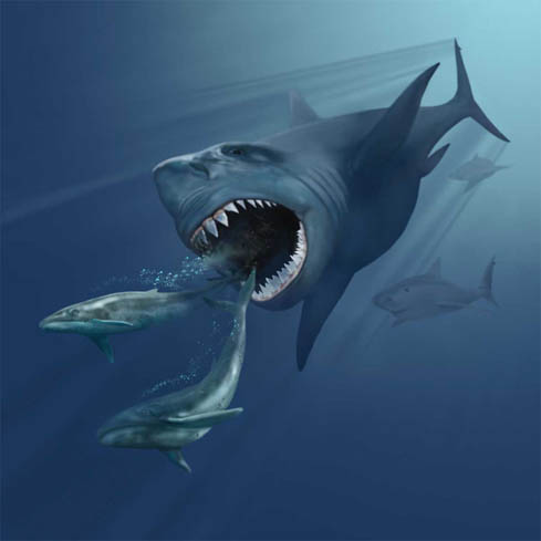 Artistic impression of a megalodon pursuing two Eobalaenoptera whales. Photo by Karen Carr CC BY 3.0
