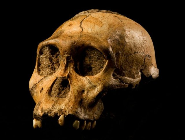 The cranium of Malapa hominid 1 (MH1) from South Africa, named “Karabo”. The combined fossil remains of this juvenile male is designated as the holotype for Australopithecus sediba.Photo by Brett Eloff. Courtesy Profberger and Wits University CC BY SA 4.0