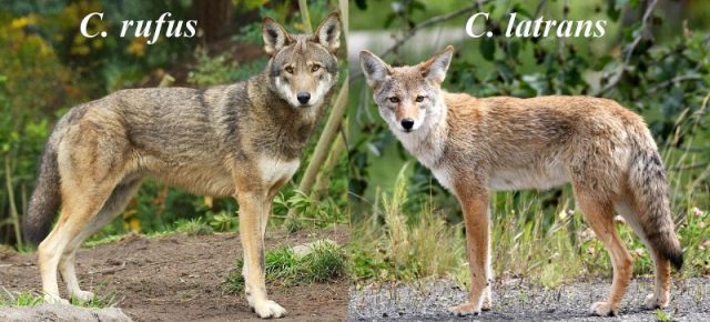 Comparative image of the red wolf (C. rufus) & the coyote (C. latrans). Photo by Red Wolf Recovery Program/ Jitze Couperus/B. Bartel/USFWS CC BY 2.0