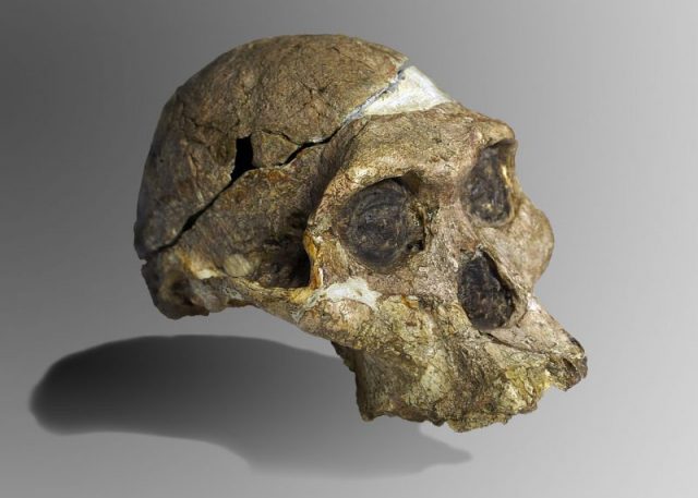 The original complete skull (without upper teeth and mandible) of a 2.1 million year old Australopithecus africanus specimen so-called Mrs. Ples, discovered in South Africa. Collection of the Transvaal Museum, Northern Flagship Institute, Pretoria, South Africa. (catalogue number STS 5, Sterkfontein cave, hominid fossil number 5). Photo by José Braga CC BY-SA 4.0