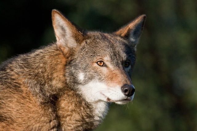 Ghost DNA from hybrid coyotes could save endangered red wolves