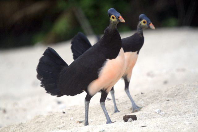 Maleo are listed as a critically endangered species by the International Union for Conservation of Nature. Photographed at Libuun, Taima Village, District Bualemo, Banggai, Central Sulawesi, Indonesia. The nesting ground is managed by the Alliance for the Conservation Tompotika who have been monitoring maleo and turtles in Banggai since 2005.