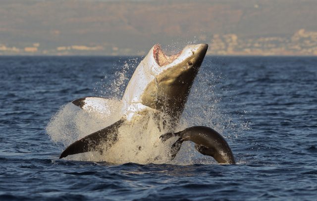 Great white shark (Carcharodon carcharias) breaching in an attack on seal, South Africa