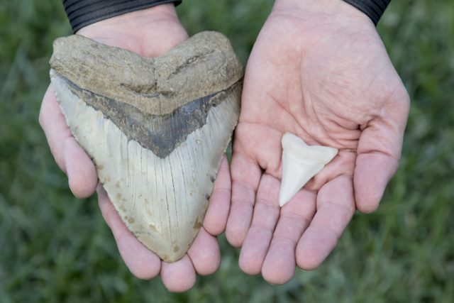Six inch megalodon tooth vs two inch great white shark tooth. Each inch equates to about 10 feet of fish: 60-foot megalodon vs 20-foot great white.