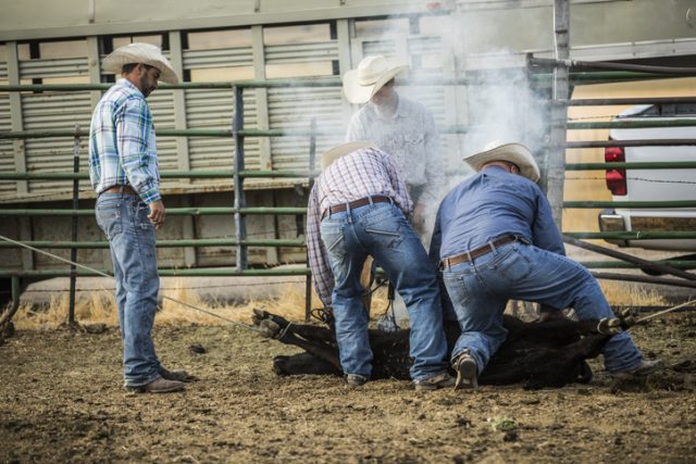 A group of cowboys branding a steer.