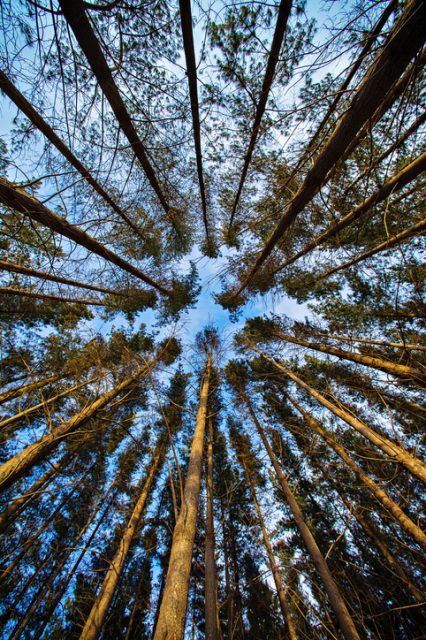 They are the result of a 45-year “experimental forestry” program run by scientists seeking to understand the way in which forests develop.