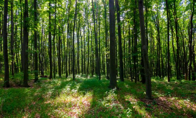 dense beech forest with tall trees. beautiful nature background