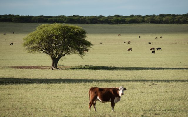 Pampas meadow and cows.