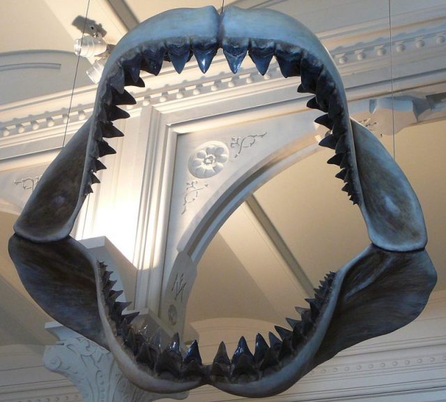 Model of a shark’s jaws with two visible rows of teeth.