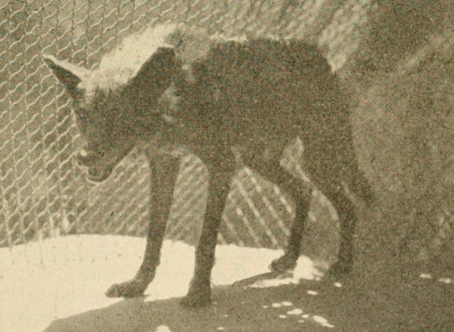 Melanistic individual at Audubon Park, New Orleans (1931). Photo by Stanley Clisby Arthur CC BY SA 3.0