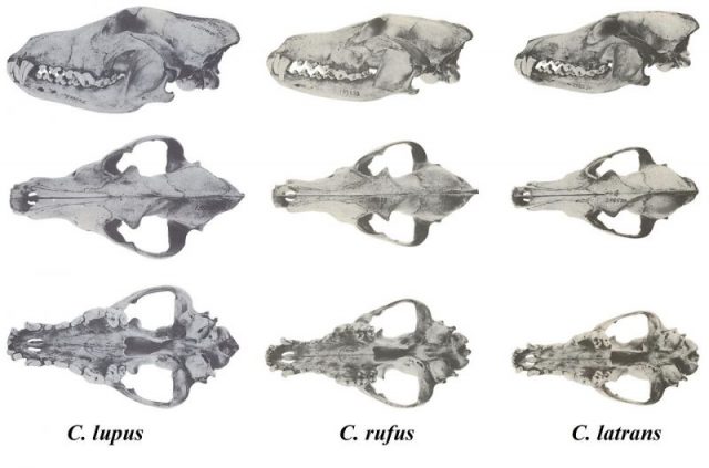 Skulls of North American Canis, with red wolf in the center.