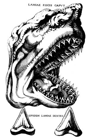 Depiction of a shark’s head by Nicolas Steno in his work The Head of a Shark Dissected