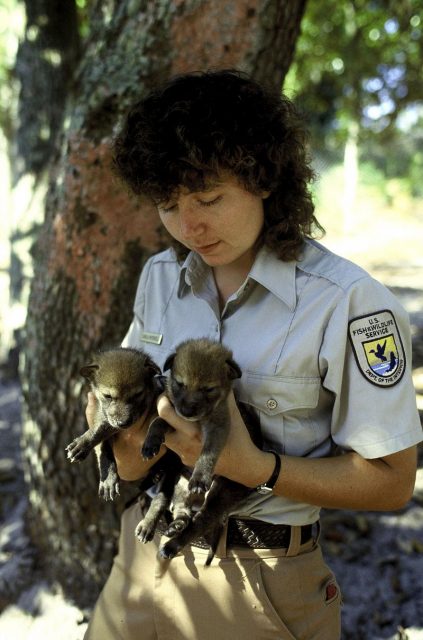 USFWS worker with red wolf pups, August 2002.