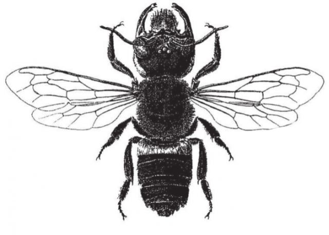 The female Megachile pluto, shown here in this drawing by Dr H Friese (1911), is covered with velvety black fur but she has a band of white fur on the front part of her abdomen. She has enormous jaws for collecting resin.