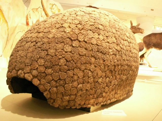 Armour of Glyptodon, Hungarian Natural History Museum