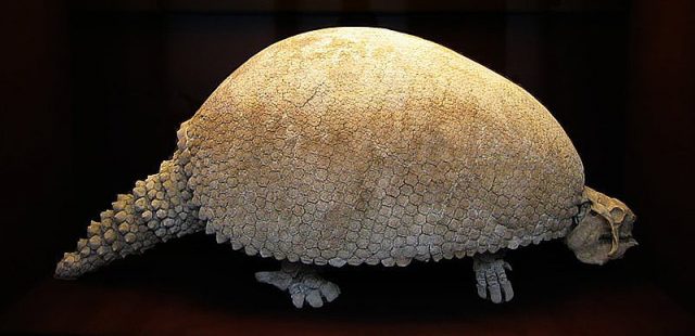 Glyptodon. Photo by Arent CC BY SA 3.0