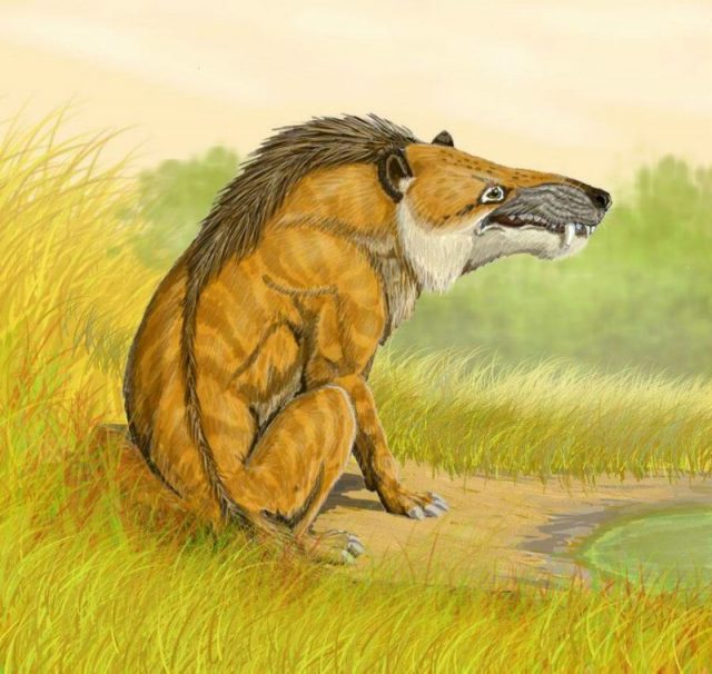 Andrewsarchus mongoliensis from the Late Eocene of Central Asia was a large cetancodontamorph ungulate, related to hippos, entelodonts and whales.