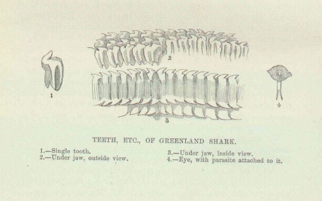 Teeth, Etc, of Greenland Shark.