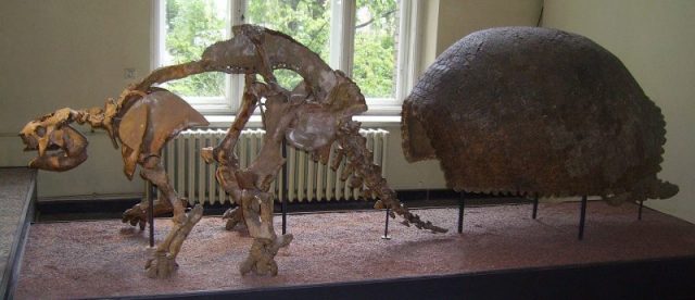 Glyptodon skeleton and shell, Museum für Naturkunde, Berlin. Photo by Dellex CC BY SA 3.0